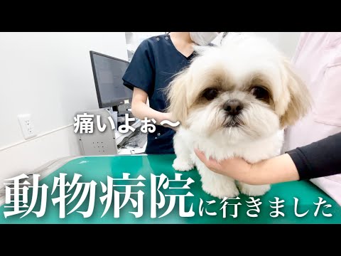 【緊急】シーズー犬が足を引きずっていたので急いで動物病院に行きました！/ Shih Tzu injured his leg.