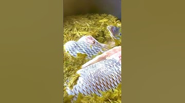 TRoi Thít Cái Món Này Quá Đi Nè CÁ RÔ PHI NẤU CANH CHUA LÁ ME 👍👍😋😋