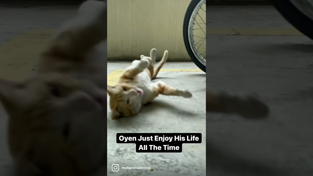 Oyen The Street Cat Enjoy His Life All The Time ( Oyen Si Kucing Jalanan ) EP:3