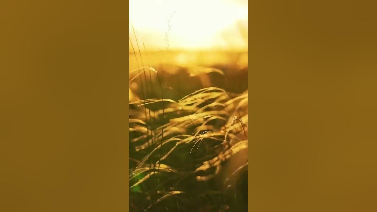gentle-wind-music-at-sunset-youtube