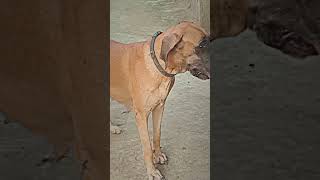 choudhary#dog#greatdane #great#greatdanedog #foryou #viral #dogsfriends #mygreatdanedogvlog