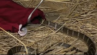 4-5 फट क सप आज स पहल कभ नह दख हग