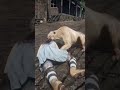 RDR2 Gameplay INSANE WILD Lion Attack on Helpless Girl - EPIC Escape Fight #shorts #gaming