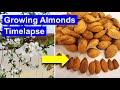 تایم لپس پرورش بادام از گل تا میوه و مغز شدن