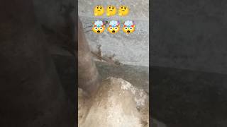 chikhli dival pe kyu chalti hai # tvist #comedy #funny #viral #trending 🤔🤔🤔🤯🤯🤯 saport karo