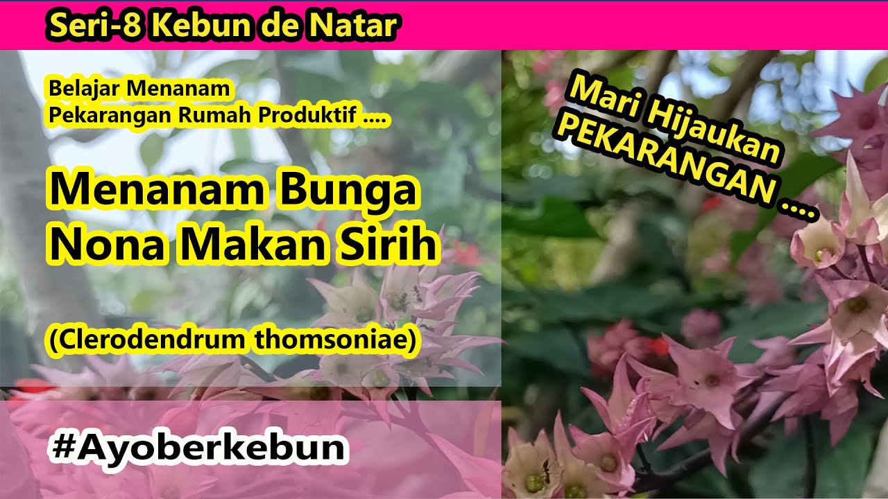 Menanam Bunga Nona Makan Sirih 