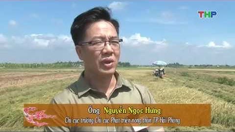 Phóng sự: Xuân về trên những cánh đồng lớn