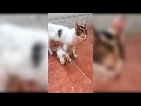 Mother cat kills her kitten OMG