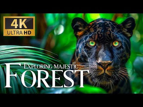 Exploring Majestic Forest 4K 🦥 Discovery Stunning Animals Planet Film with Soothing Relaxing Music