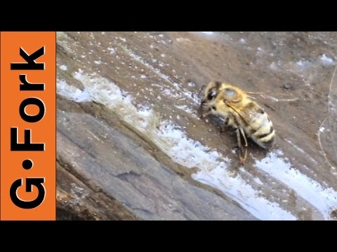 Honeybee Drinking Water - Beekeeping 101 - GardenFork