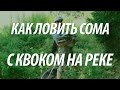 ЛОВЛЯ СОМА НА КВОК. РЫБАЛКА НА ВОЛГЕ НА РЫБУ СОМ