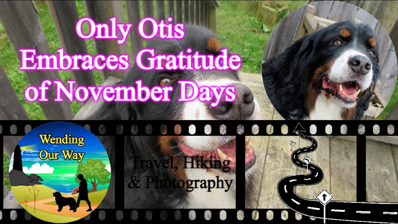 Bernese Mountain Dog Only Otis Monday Gratitude Meander Lower bernese-mountain-dog-only-otis-monday-gratitude-meander-lower