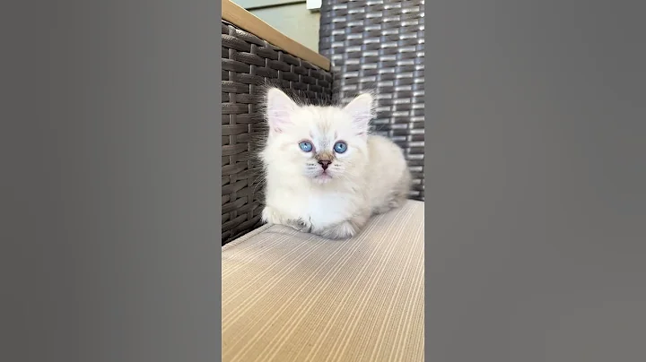 Watch the video about Fluffy siberian kitty staring with blue eyes #fok #beauty #princess #sweetiepie