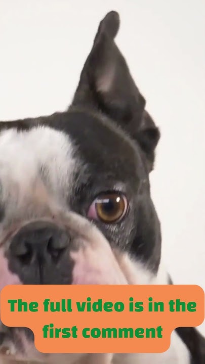 Will Dogs Die From Eating Chocolate dogs dog YouTube will-dogs-die-from-eating-chocolate-dogs-dog-youtube