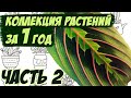 🌺 Обзор моих комнатных растений 🌺 после зимовки 🌺 часть 2