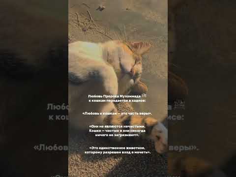 Любовь к кошкам-это