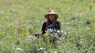 Final Wildflower Hill Update 2020 : Goldenrod vs Ragweed : Wildflower Bouquet : Old Treasure