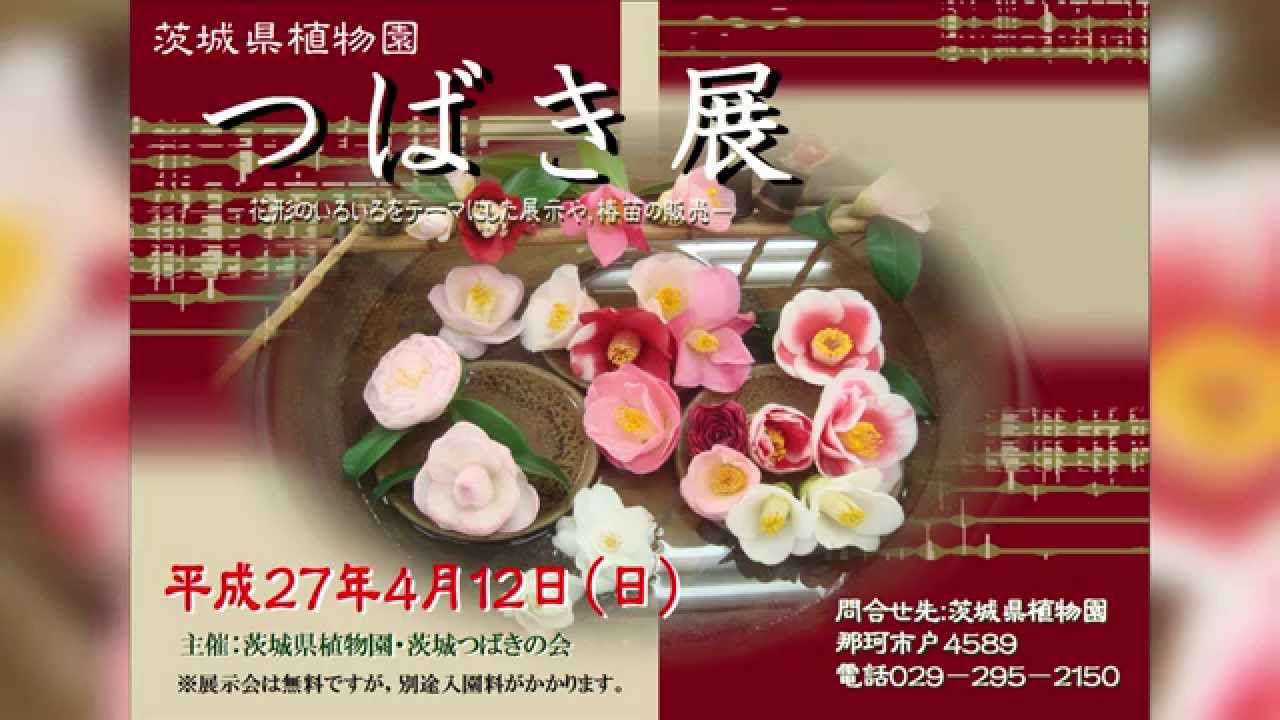 茨城県植物園 つばき展 お知らせ Youtube