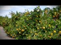 CITRUS GREENING PRESENTATION