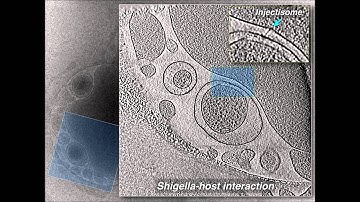 PNAS : Visualization of the type III secretion sorting platform of Shigella flexneri