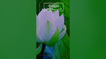 5 ) Surah Hud ‎- سورة  هود ‎-(Prophet Hud AS) 11:13-16 #কুরআন #তেলওয়াত