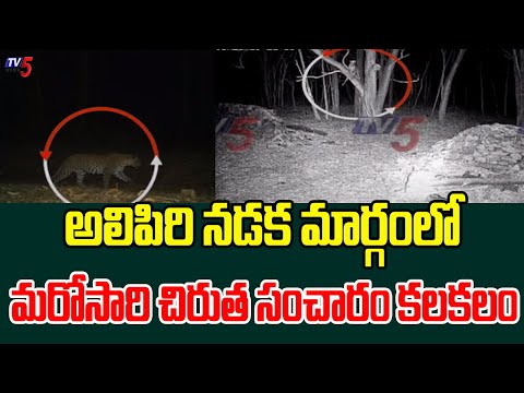 Tirumala : మరోసారి చిరుత సంచారం కలకలం..  Another leopard in Alipiri Walk Way | TTD | TV5 News - TV5NEWS