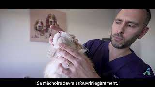 Comment donner un comprimé à son chat ?