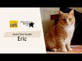 Eric | National Cat Awards 2023: Social Star finalist