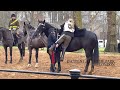 Incident at Hyde Park #uk #london #hydepark #england #horse #horses