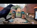 Crow and the squirrel