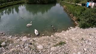 Красота Природы на озере Аушигер! 🌊🙋‍♂️💐Лебеди и Утки🦢🦆🎼