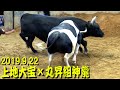 上地大宝x丸昇組神龍 2019.9.22 【沖縄闘牛大会にて】