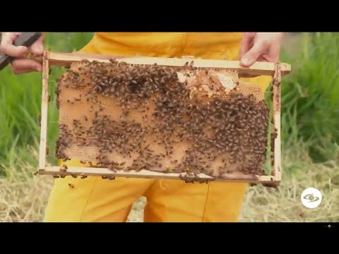 Video: Consejos de apicultura urbana: conozca los beneficios de la apicultura de traspatio