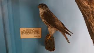 falcon#birds#zoo #nature #falcons #flemingo