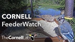 Cornell Lab FeederWatch Cam at Sapsucker Woods