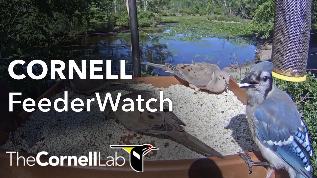 cornell lab feederwatch cam at sapsucker woods youtube lab cam