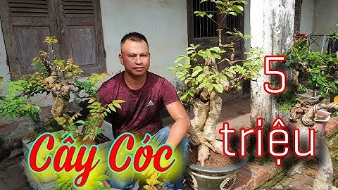 SH.4174. Giao lưu Cây Cóc đẹp giá 5 triệu đồng vườn Mạnh Cường Phúc Thọ Hà Nội.