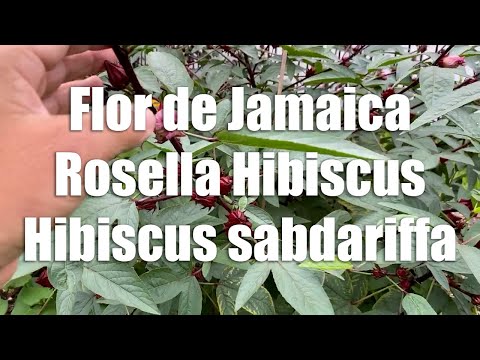 122 - Flor de Jamaica  o Rosella Hibiscus beneficios a la salud y cultivo en el huerto casero