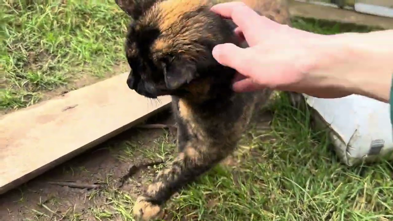 Cats from this weekend