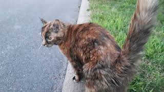 Petting a friendly tortoiseshell