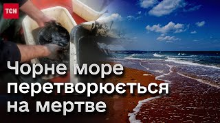 😢 Війна робить Чорне море непридатним для всього живого!