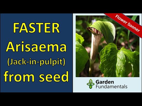 Vidéo: Prendre soin de Jack-In-The-Pulpit Flower - Jack-In-The-Pulpit Growing Info