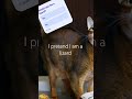 It's nice #cat#viral#funny#shorts