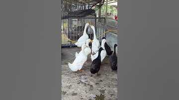 Thumbnail of Duck Song