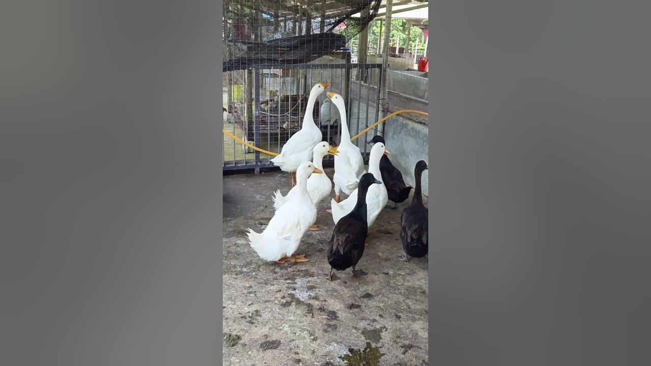 Duck Song