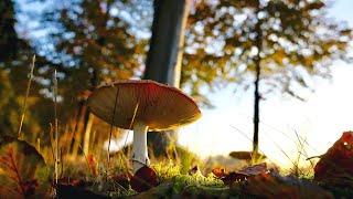 الفطر البري ينمو في التربة الارضية | wild mushroom growing in the ground soil