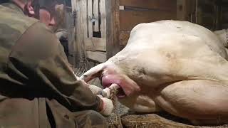 видео: Маня отелилась! Было тяжело,но мы справились  картинка: Маня отелилась! Было тяжело,но мы справились