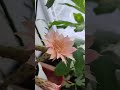 Echinopsis hybr. &quot;Tauris&quot; (из питомника Андреаса Весснера). Цветение.