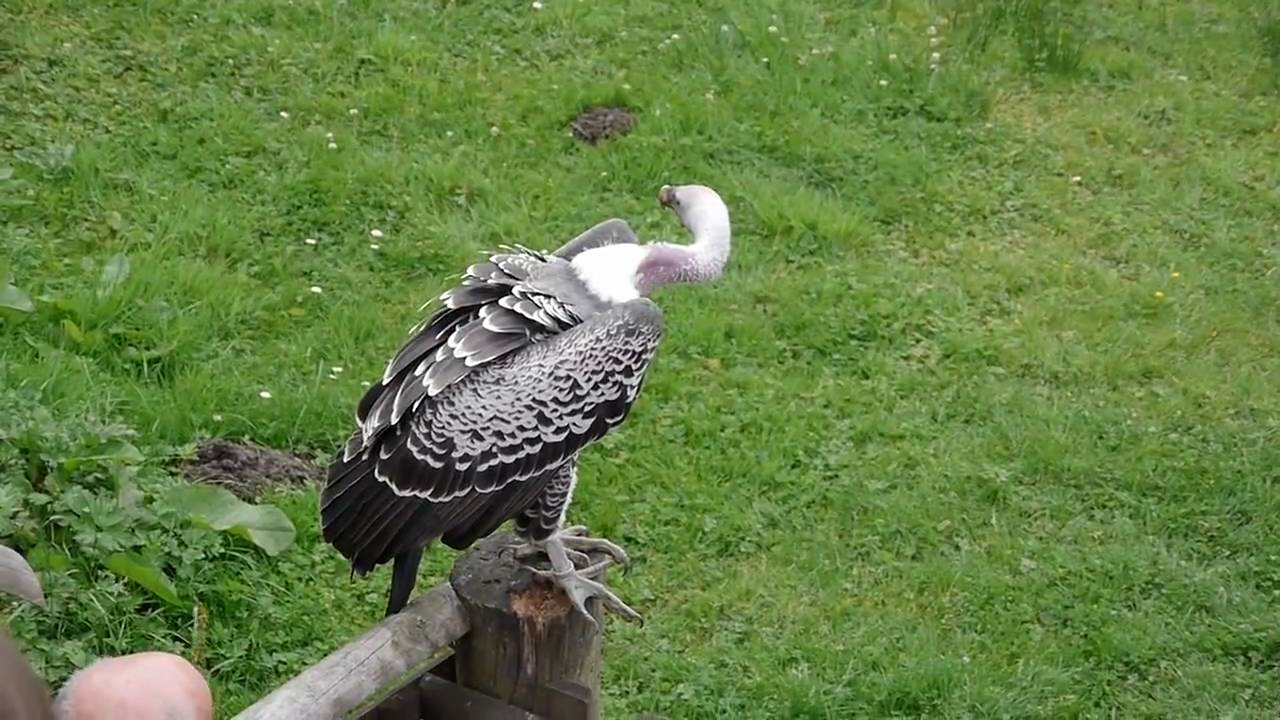 Gandalf the Ruppell's Griffon Vulture from the World of Wings YouTube