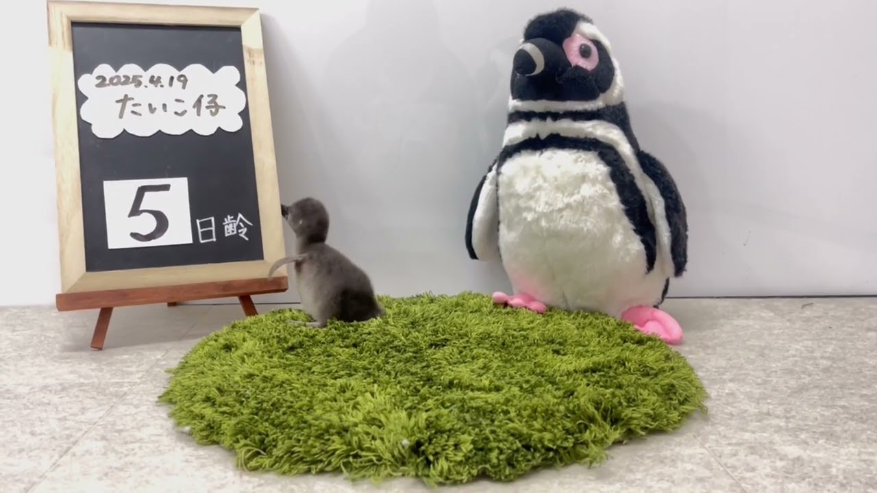 赤ちゃんペンギン「つづみ」成長ムービー🐧[2日齢～10日齢] - YouTube